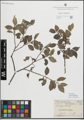 Foto von Salix myrsinifolia Salisb.